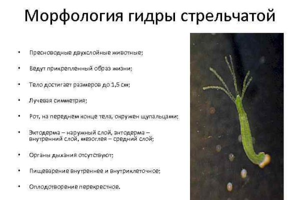 Как вернуть аккаунт на кракене